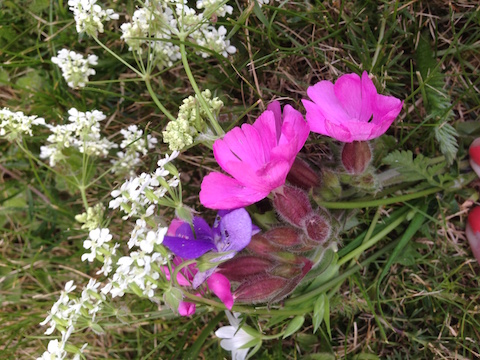 Red Campion, dog violets, cow parsley.
