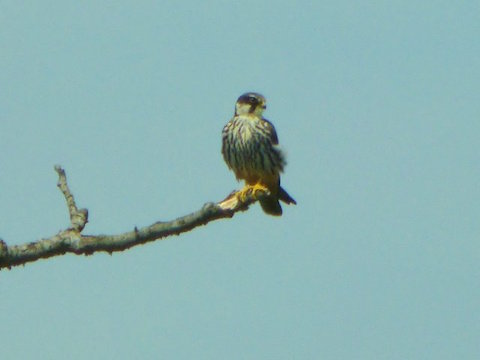 A hobby perches on a dead branch near Triggs Lock.