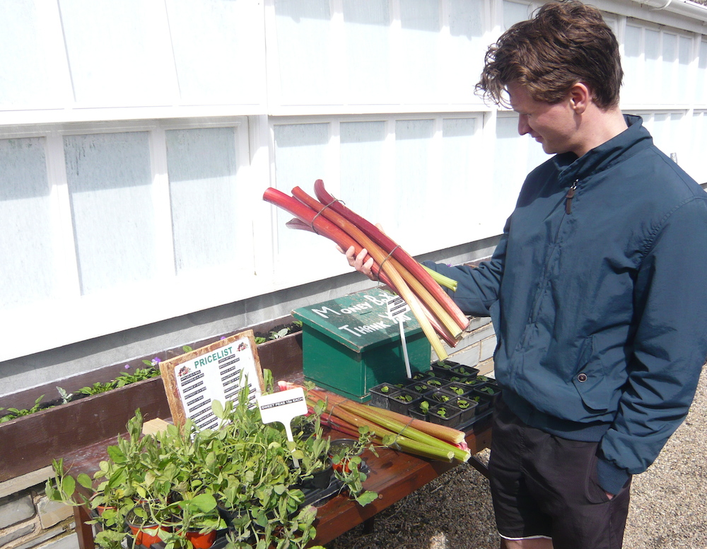 Also from the walled garden some fine rhubarb, £1 a bunch.