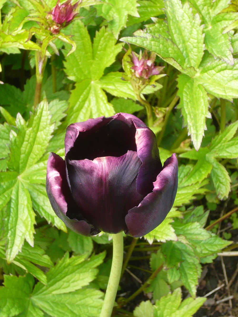 A black tulip in the castle's walled garden.