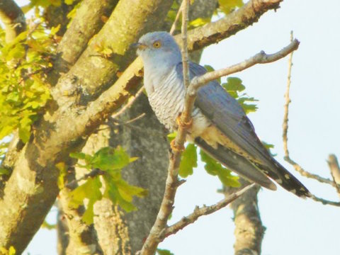 Adult cuckoos arrive in late March or April and depart in July or August, with young birds leaving a month or so later.