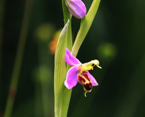 Bee orchid on Pewley Down.