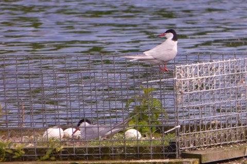 Common terns wondering what to do with some rather large eggs left behind by the Canada geese.