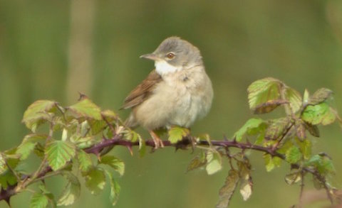 Common whitethroat at the Riverside Nature Reserve.