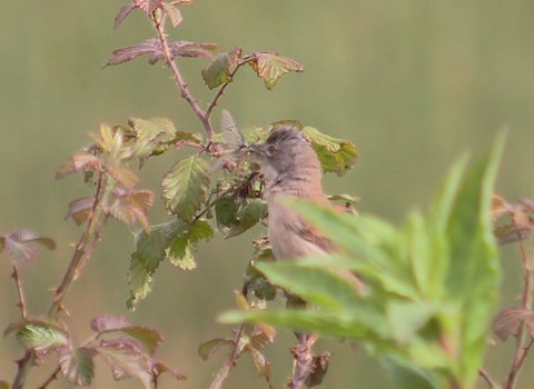 Common whitethroat catches a Mayfly.