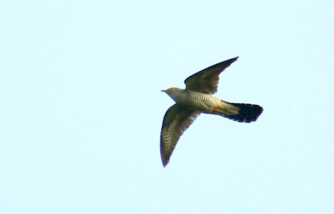 Cuckoo in flight over Whitmoor Common.