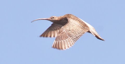 Curlew on Thursley Common.