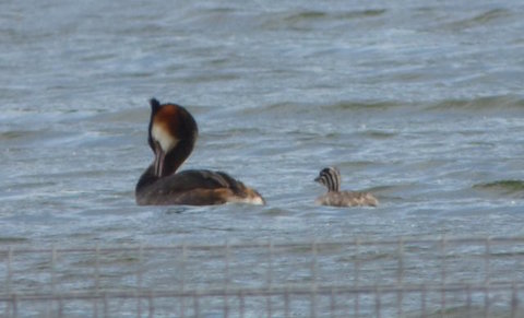 Great crested grebe with chick on Stoke Lake.