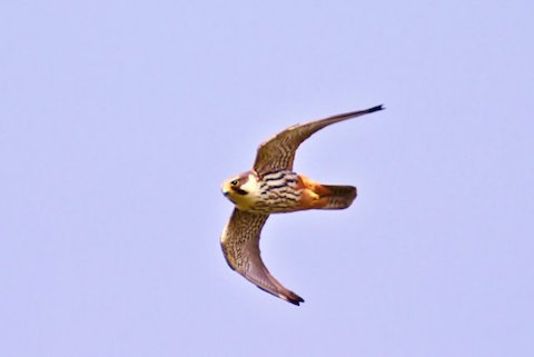 Hobby on the hunt for dragonfly.