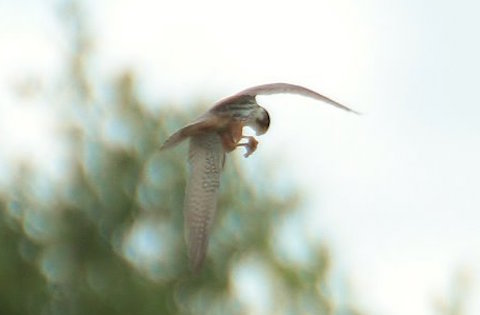 Hobby catching a dragonfly on the wing on  Whitmoor Common.