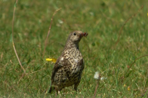 Mistle thrush collecting food for its young.