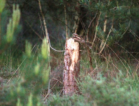 Nightjar perches on a dead tree stump.
