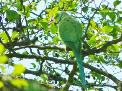 Ring-necked parakeet.