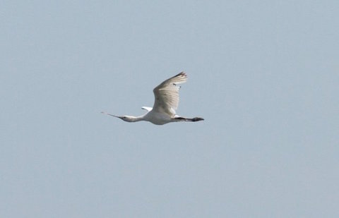 Spoonbill in flight at Farlington.