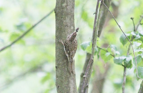 Treecreeper collecting insects for its young.