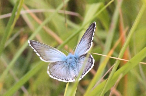 Chalkhill blue (male).