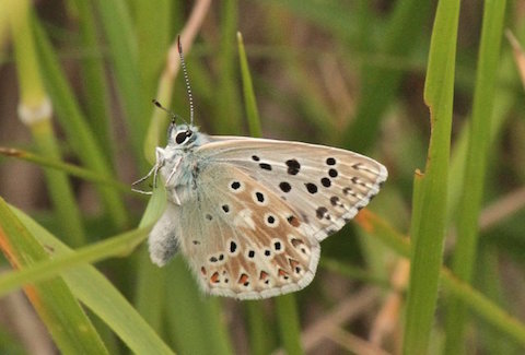Chalkhill blue (male) with wings closed.
