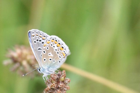 Common blue butterfly (side view).