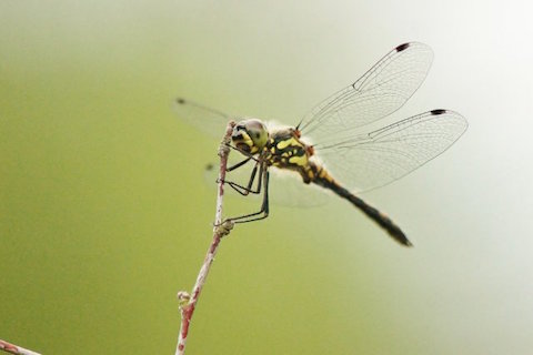 Dragonfly on Thursley Common.