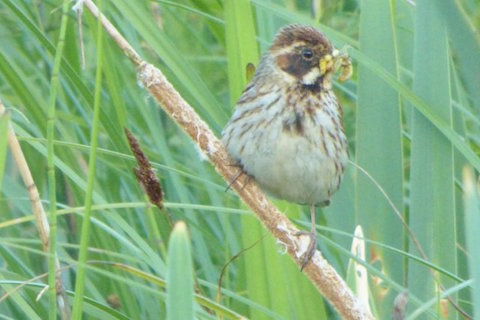 Female reed bunting collecting food for its young.
