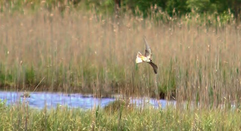 A hobby hawking for dragonflies on Thursley Common.