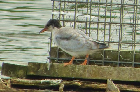 Juvenile common tern now fitted with leg ring.