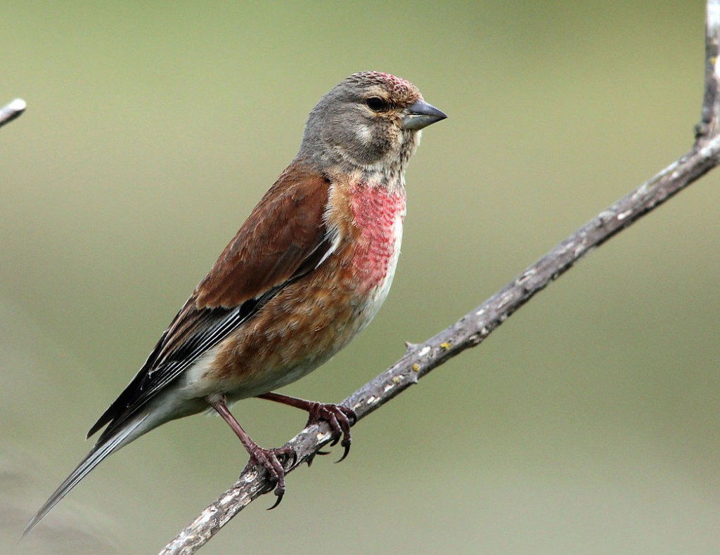 A handsome cock linnet as referred to in the song "My Old Man (said follow the band...). They were kept caged in Victorian times as song-birds.