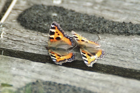 Mating ritual of two small tortoiseshell butterflies.
