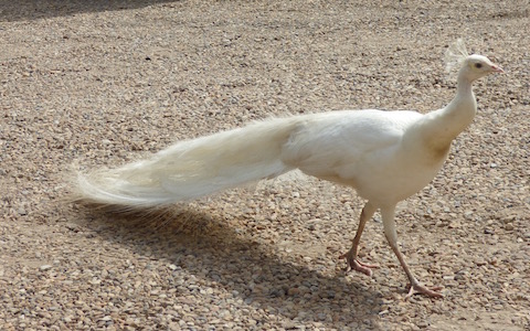 A white peacock makes its way across the yard.