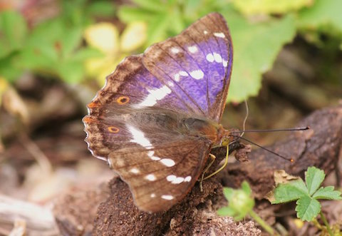 Purple emperor - more blue-purple  seen from this angle.