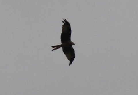 Red kite over Pewley Down.