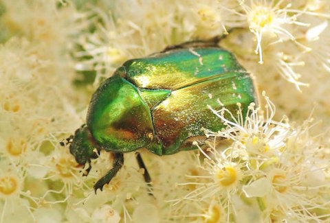 Rose chafers are capable of very fast flight, flying with their wing cases down like bumble bees.