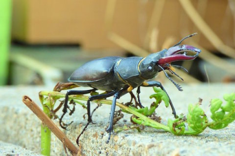Stag beetle- a welcome visitor to my garden.