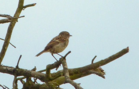 Young stonechat.