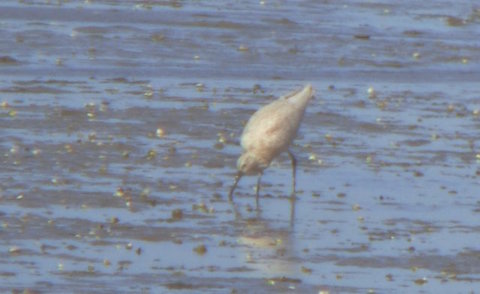 Leucistic curlew at Pagham.