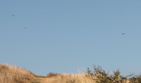 Three kestrels together above Denbies hillside.