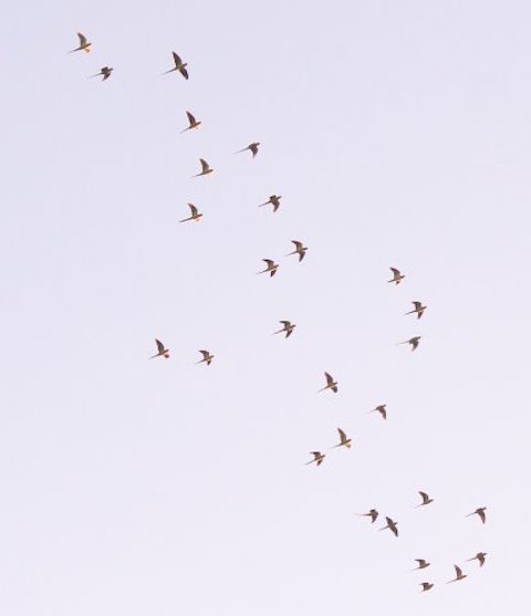 A flock of 28 ring-necked parakeets fly over Whitmoor Common.