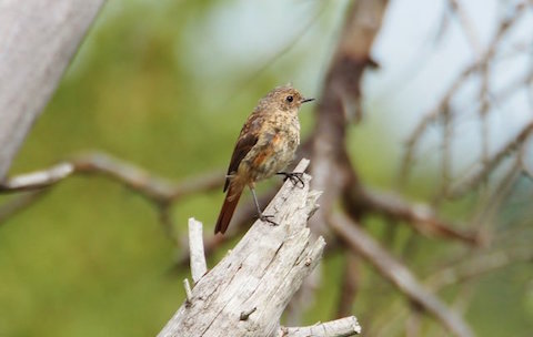 A young redstart on Thursley Common.