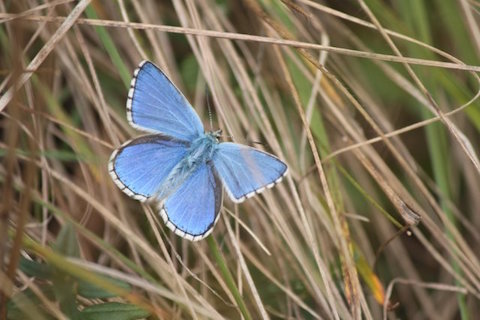 Male adonis blue on Denbies hillside.