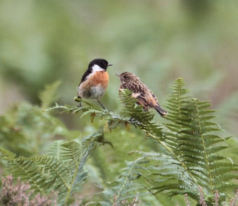 Adult male stonechat attending to one of its young.