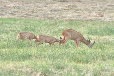 Buck roe deer with two fawns.