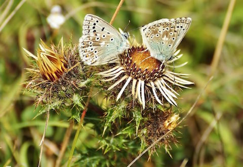 Side view of two chalk hill blues.