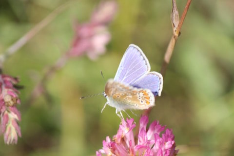 Common blue on Pewley Down.