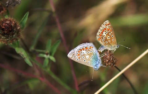 Male and female common blues mating.