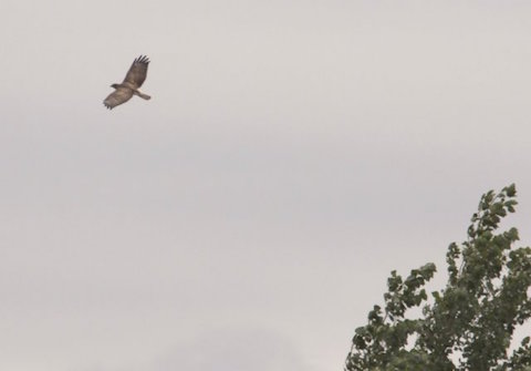 Common buzzard on Whitmoor Common.
