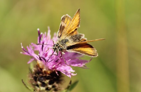 Essex Skipper is a slightly brighter colour and antennae tips appear darker.