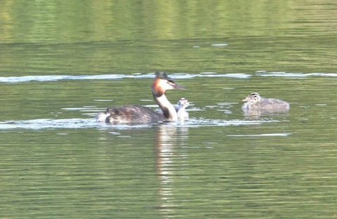 Great crested grebe with two young on Stoke Lake.