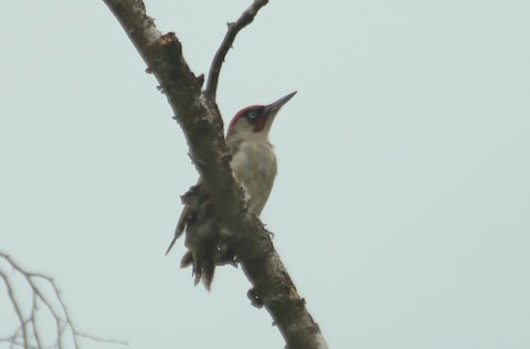 Green woodpecker on Whitmoor Common.