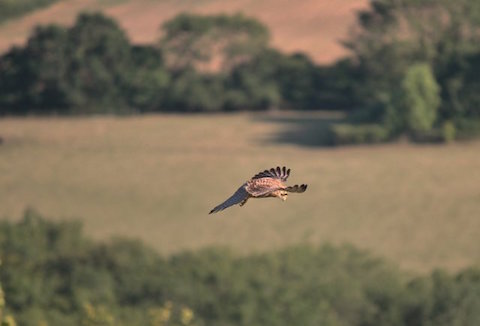 Another view of a kestrel.