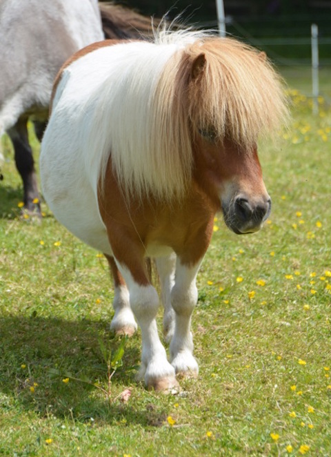 Shetland at Mane Chance Sanctuary. Picture by Dani Maimone.